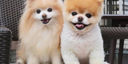 37++ Anjing pomeranian harga terbaru