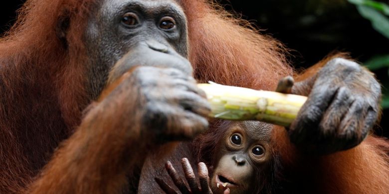 Bayi orangutan bernama Khansa bersama induknya Anita 