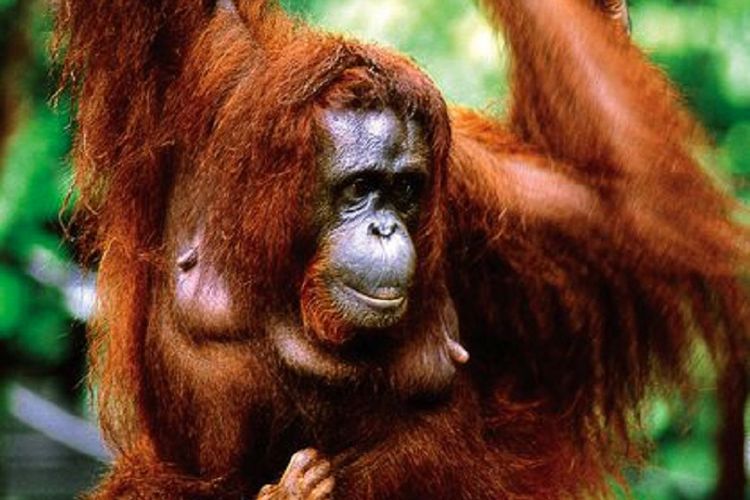  Orangutan di Sarawak