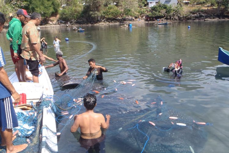 Hiu Paus saat terjaring pukat nelayan di Desa Nobo, Kecamatan Ilebura, Kabupaten Flores Timur, Nusa Tenggara Timur (NTT)