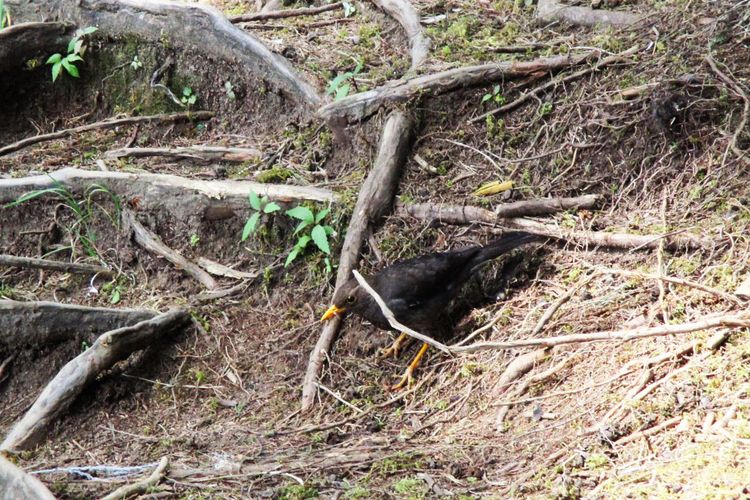 Burung di Perjalanan Menuju Gunung Prau
     