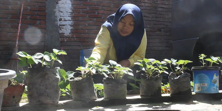 Baiq Nuril Maknun, tengah membersihkan tanaman stroberi yangbdotinggalkannya ke Jakarta selama sepekan, mengejar keadilan. Menanam stroberi  baginya mengurangi rasa tertekan dalam dirinya saat menghadapi proses panjang mendapatkan keadilan.
