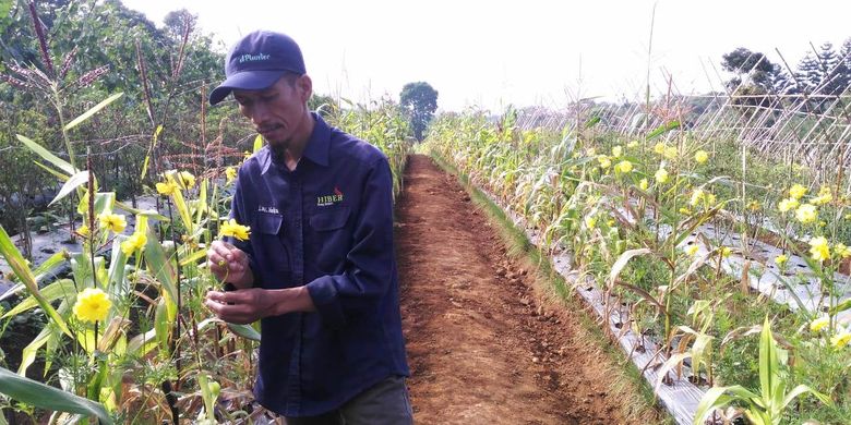 Luki Lukmanulhakim, petani asal Cianjur, Jawa Barat yang terus berinovasi dalam merekayasa genetik tanaman