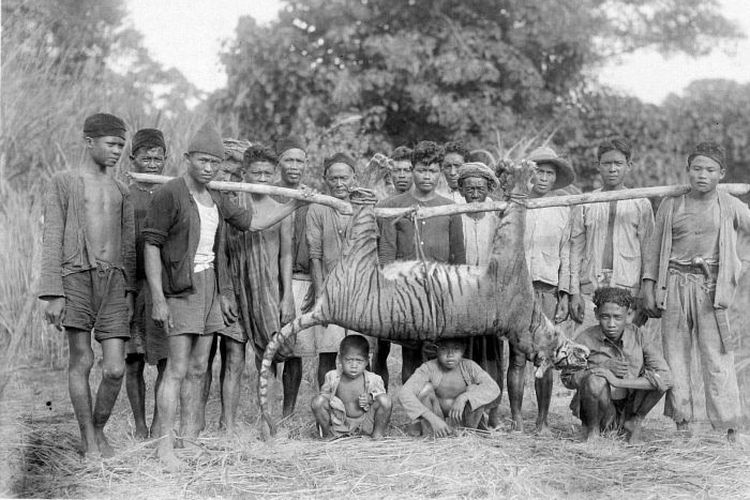 Sekelompok pria dan anak-anak berfoto bersama harimau yang dibunuh di Malingping, Banten pada bulan Mei 1941