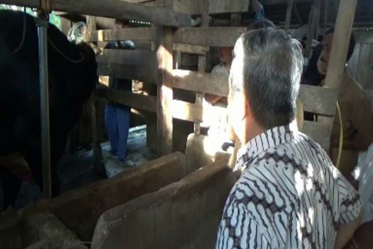 Gubernur Sulbar, Ali Baal Masdar meninjau lokasi sapi berbobot 1,1 ton yang dibeli presidne Jokowi di kecamatan Wonomulyo Polewali Mandar, sulawesi barat, Senin (28/8).