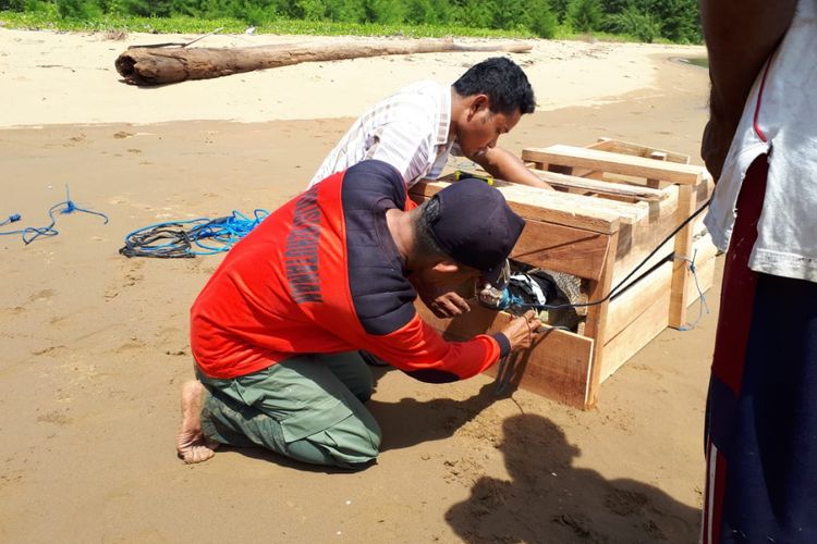 Tim dari Balai Konservasi Sumber Daya Alam (BKSDA) Maluku bersama polisi kehutanan melepasliarkan seekor buaya muara di sungai Nief, KEcamatan Teluk Waru, Kabupaten Seram Bagian Timur, Maluku Sabtu (2/3/2019) 
