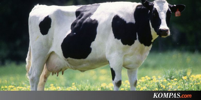 Untuk Selamatkan Bumi, Konsumsi Daging Harus Dipangkas 90 Persen