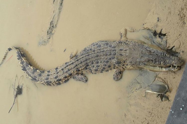 Buaya muara sepanjang 3 meter yang sempat menyerang warga Mamolo Kabupaten Nunukan, Kalimantan Utara. Buaya yang sempat ditangkap ini kemudian dilepas warga.