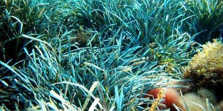 Posidonia, padang rumput terluas dan tertua di Bumi ini ada di dasar laut Mediterania.