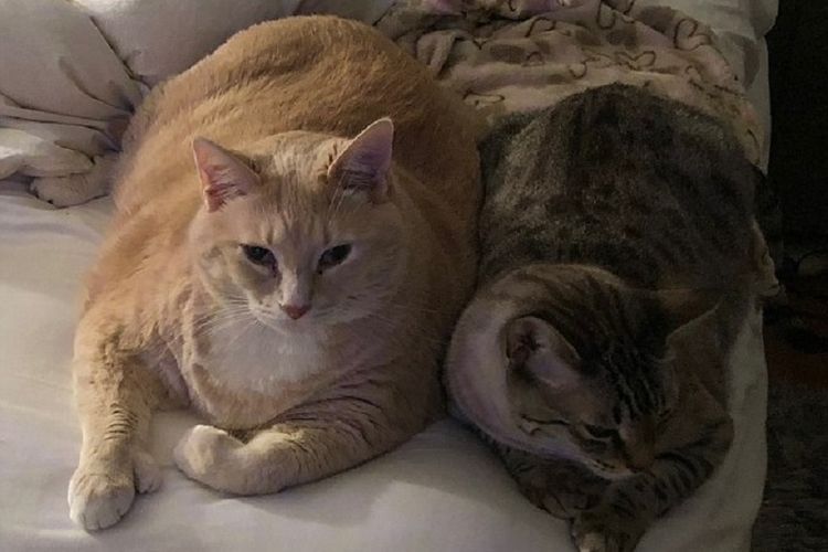 Saat Bronson (kiri) berbaring bersama kawannya, terlihat betapa besarnya tubuh kucing itu.
