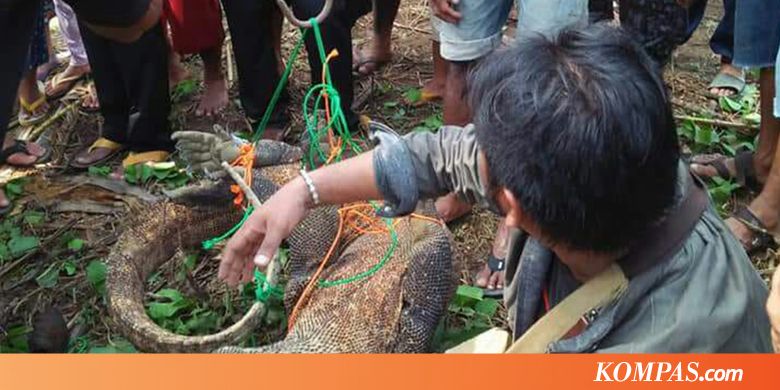 Menelusuri Jejak-jejak Komodo Flores (1)