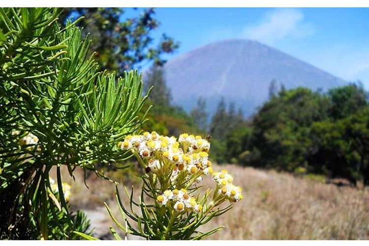 Edelweis di Mahameru