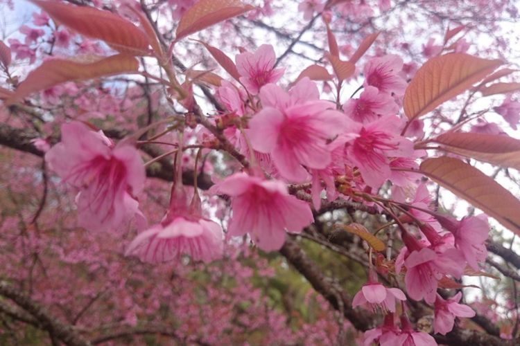 Cherry Blossoms di Phu Chi Fah