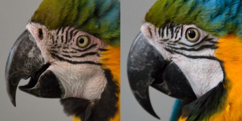 Perbedaan burung makaw tersipu (kiri) dengan yang tidak (kanan)
