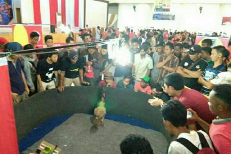 Kontes sabung ayam di kantor gabungan dinas-dinas pemda polman sulawesi barat dibubarkan paksa polisi karena tidak mengantongi Izin.