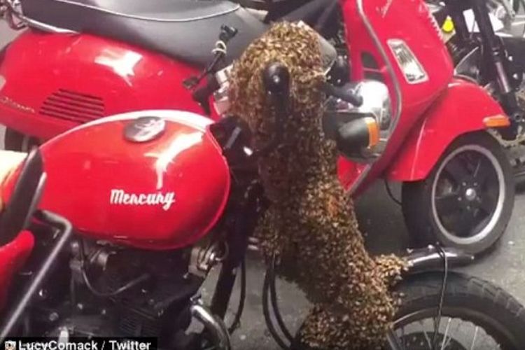 Seorang netizen mengabadikan foto stang sepeda motor dipenuhi lebah di Castlereagh Street, Sydney, Australia, sebelum dipindahkan pawang bernama Vicky Brown (3/11/2017)