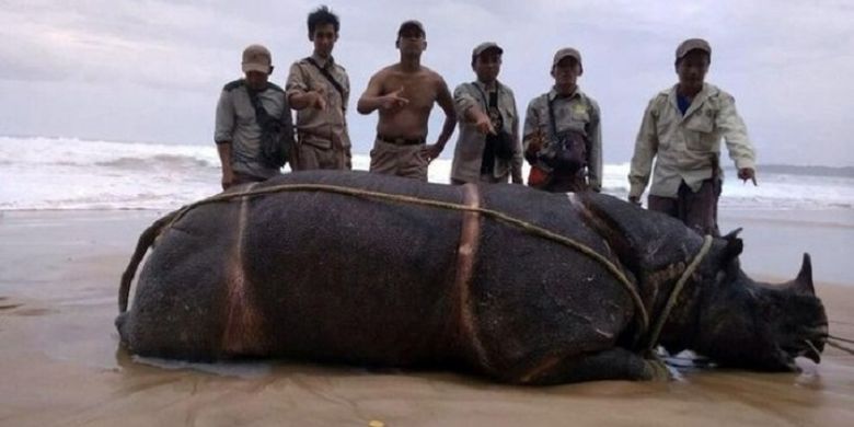 Bangkai badak jawa bernama Samson yang ditemukan di Pantai Karang Ranjang, Taman Nasional Ujung Kulon.
