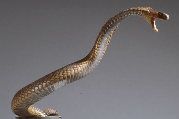Racun ular kobra Mesir bisa membunuh tapi beberapa mangsa kini telah berevolusi resistansi