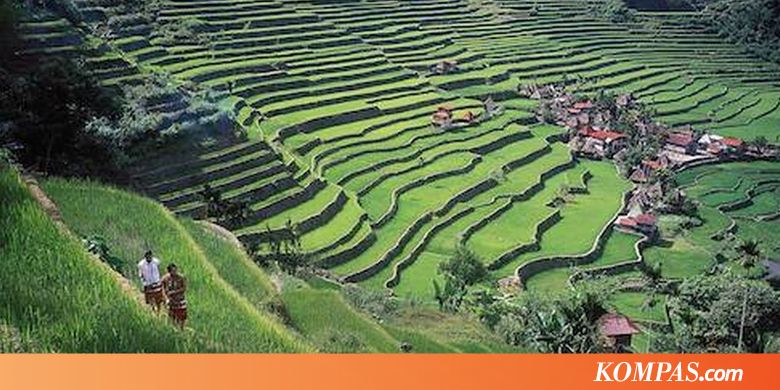 Sawah di Filipina pada Akhir Film Avengers, Apa Istimewanya?