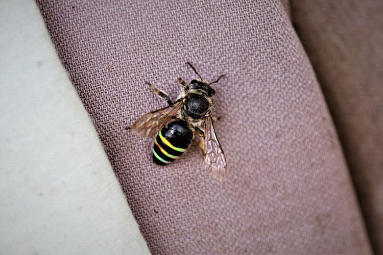 Lebah keringat Halictidae.