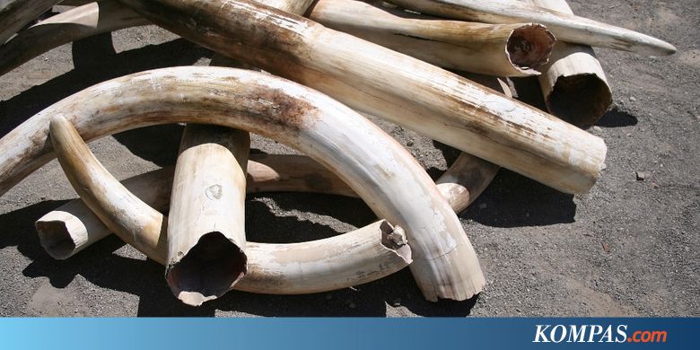 KLHK Bongkar Sindikat Perdagangan Aksesori Berbahan Gading Gajah di Pati