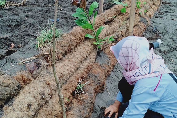 Para peneliti ITB bekerja sama dengan penduduk desa Karangjaladri untuk membangun tanggul laut ramah lingkungan terbuat dari sabut kelapa.