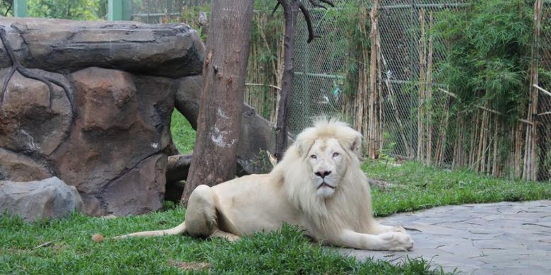 Singa putih boleh merupakan hewan anti-mainstream lantaran bukan hewan albino. Hewan yang jumlahnya yang cuma sepuluh ekor ini bisa dilihat di Faunaland Ancol, area Allianz Ecopark. 