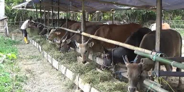 Sapi qurban habis diborong warga di Polewali Mandar sulawesi barat sebulan sebelum lebaran Idul Adha