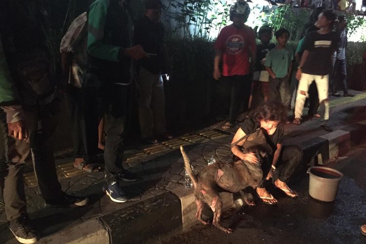 Seekor anjing berhasil selamat dalam kebakaran yang terjadi di sebuah rumah di kawasan Pejompongan, jakarta.