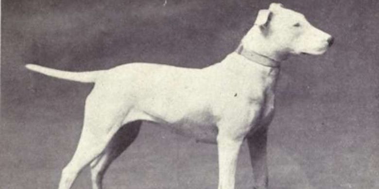 Anjing Bull Terrier tahun 1915
