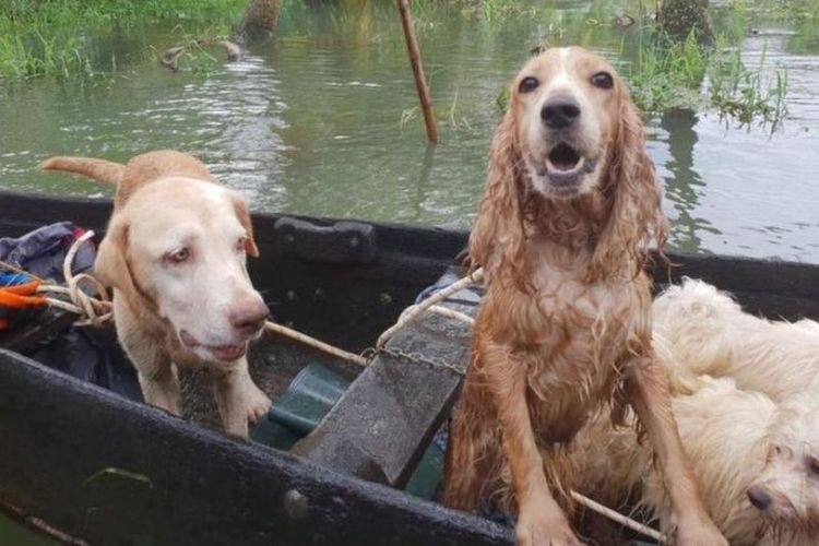 Relawan dan tim penyelamat hewan melakukan evakuasi terhadap hewan peliharaan yang terjebak di rumah akibat banjir terburuk dalam satu abad terakhir di negara bagian Kerala, India. (Facebook/Shravan Krishnan)
