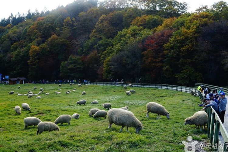 Peternakan domba Daegwallyeong di Pyeongchang, Korea Selatan. 