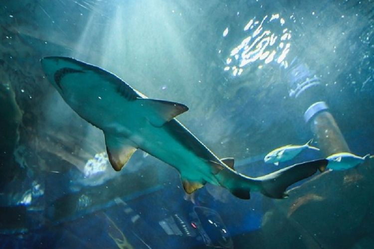 Intersex shark ditemukan di Taiwan