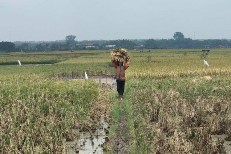 Petani mengangkut hasil panen di Sragen, Jawa Tengah.