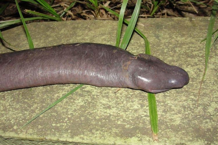 Cacing Penis (Atretochoana eiselti)