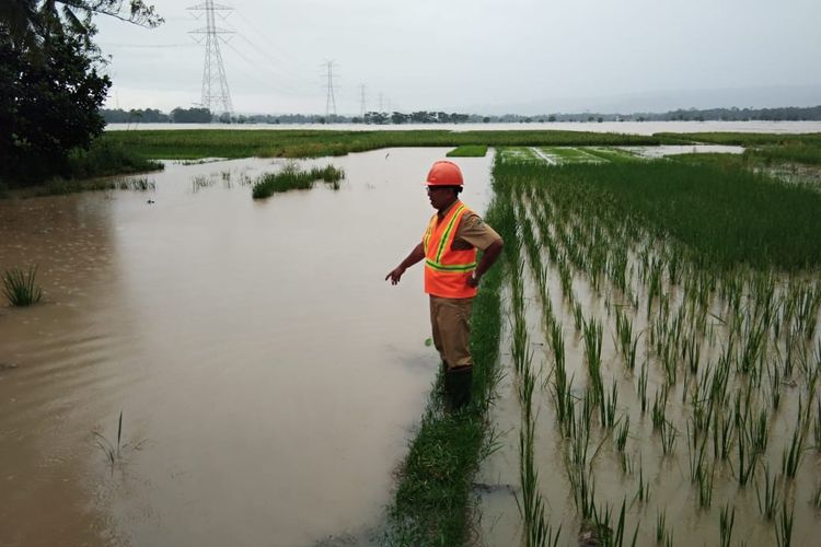 CEK LAHAN PERTANIAN: Petugas UPT DPU Wilayah Sumpiuh, Kabupaten Banyumas, Jawa Tengah, mengecek lahan pertanian yang terendam banjir, Selasa (19/3/2019).