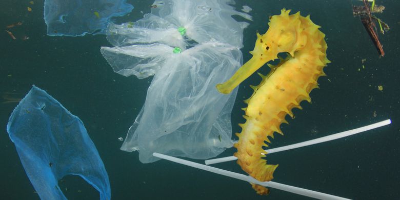 Seekor kuda laut tengah berenang di antara sampah-sampah plastik yang melayang di air.