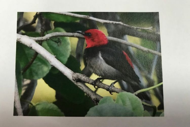 Spesies burung baru ditemukan di Pulau Rote, NTT. Presiden Joko Widodo. Jokowi pun mengizinkan burung itu dinamakan Iriana, yang diambil dari nama istrinya. 