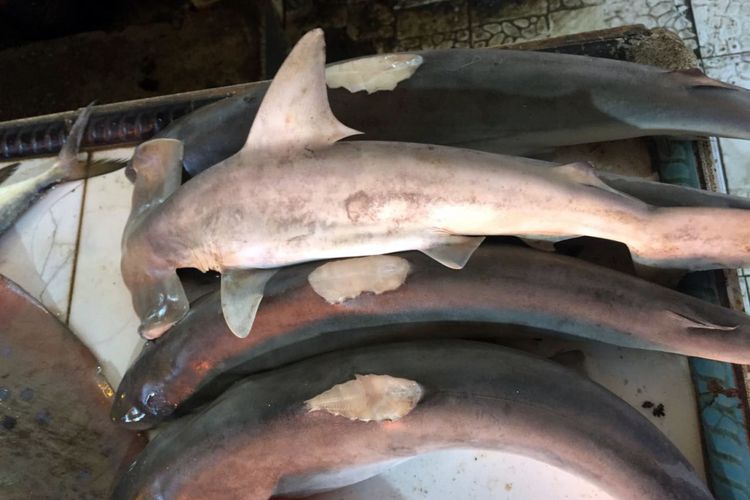 Ikan hiu martil yang diperdagangkan secara bebas di Pasar Marisa, Kabupaten Pohuwato, Provinsi Gorontalo, rabu (23/5/2018). 