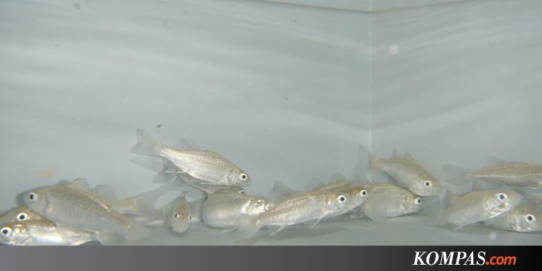 Ikan Ini Kehilangan Indra Penciuman Gara-gara Perubahan Iklim