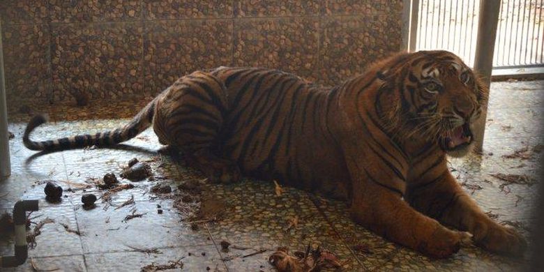 SELAMAT - Kondisi harimau Sumatera yang selamat dari jeratan perangkap pemburu liar pada pengamatan 11 Juli 2019 di Lembah Hijau, Bandar Lampung. 
