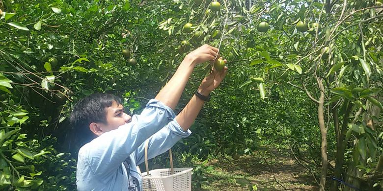 Pengunjung memilih buah jeruk yang akan dipetik di kebun jeruk Maiful di Kelurahan Pakunden, Kecamatan Ponorogo, Kabupaten Ponorogo, Jawa Timur, Rabu (28/3/2018).
