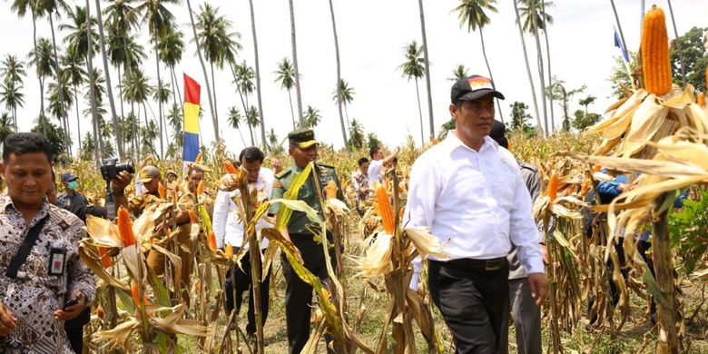 Menteri Pertanian Andi Amran Sulaiman saat melakukan panen jagung di salah satu daerah di Indonesia