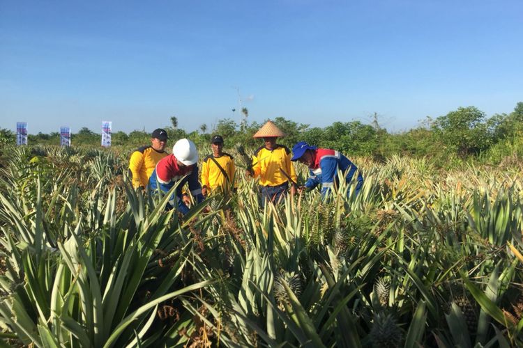 Pertanian Nanas yang menggunakan bekas lahan gambut terbakar di Sei Pakning, Bengkalis, 