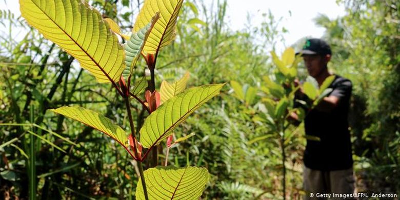 Daerah pedalaman Kalimantan menjadi sumber produksi dan ekspor global tanaman kratom (Mitragyna speciosa).