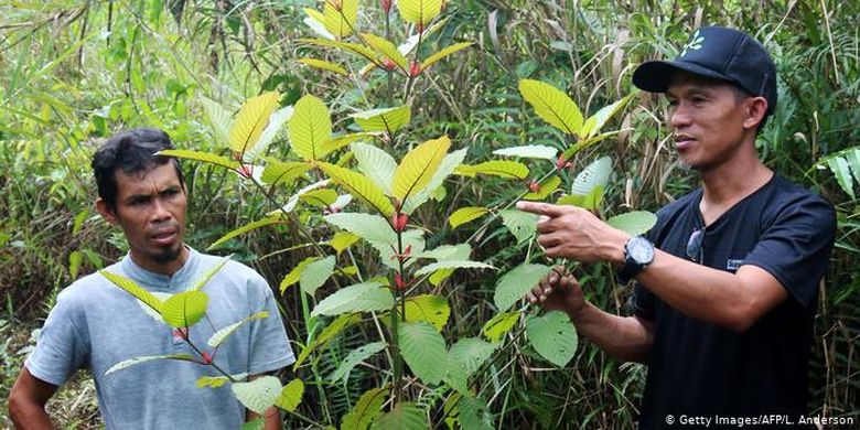 Muliadi (kiri gambar) dan Gusti Prabu (kanan) adalah petani kratom di Pontianak, Kalimantan Barat. Gusti Prabu sendiri juga mengonsumsi tanaman kratom dan mengklaim bahwa ia tidak pernah mendapat efek samping negatif. Menurutnya, tanaman ini bisa digunakan untuk membantu menghilangkan kecanduan narkoba dan detoksifikasi.