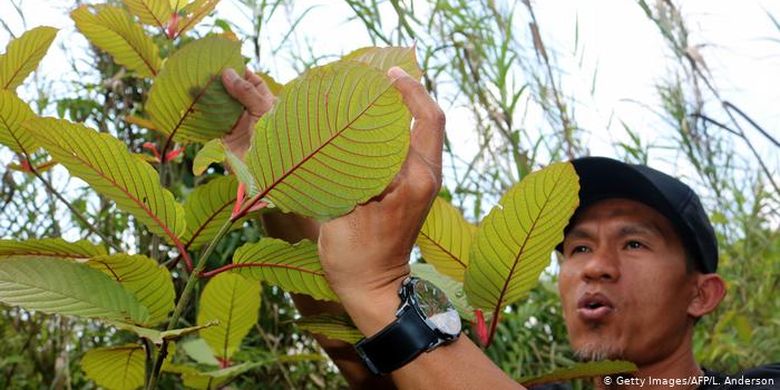 Menurut data dari kantor berita AFP, di Kalimantan Barat saja ekspor tanaman kratom mencapai hingga 400 ton sebulan dengan nilai sekitar 10 juta Dolar AS. Kisaran harga global kratom saat ini sekitar 30 Dolar AS per kilogram. Petani kratom Gusti Prabu (gambar), mengekspor 10 ton tiap bulannya. 