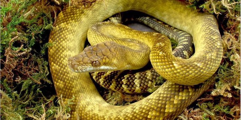 Morelia clastolepis