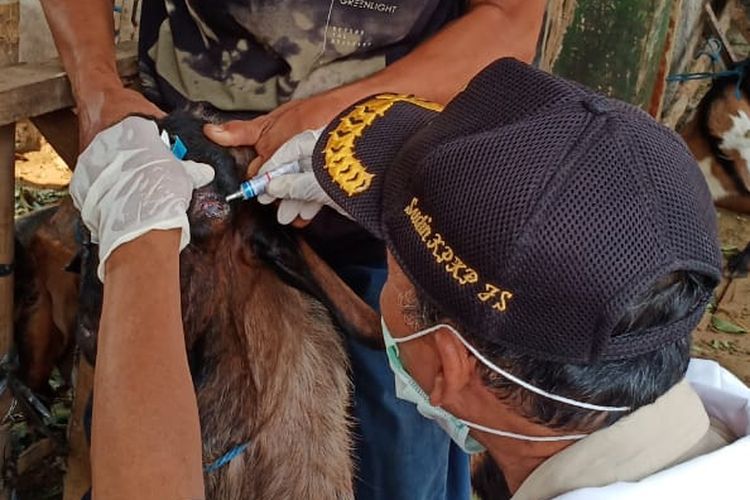 Sudin KPKP Jakarta Selatan memeriksa ribuan hewan kurban di Jakarta Selatan, Selasa (6/8/2019)