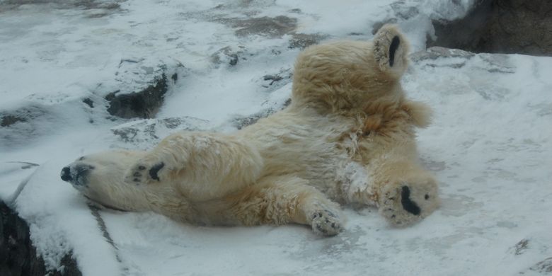 beruang di kebun binatang Asahikawa di daerah Hokkaido, Jepang, saat musim dingin.